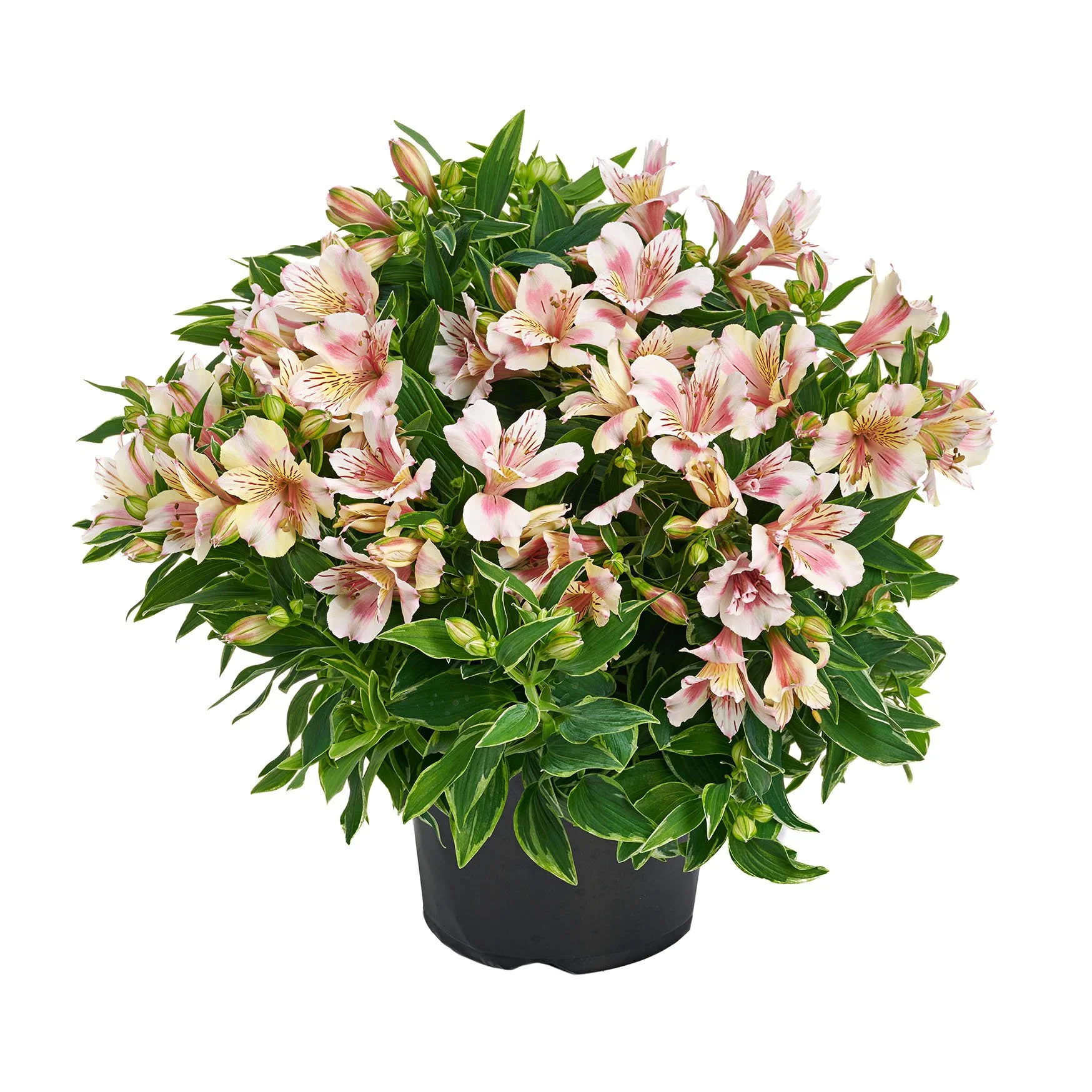 Alstroemeria x hybrida Colorita® Claressa — ThinkPlants